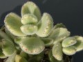 Cotyledon undulata