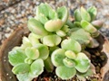 Cotyledon undulata