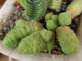 Crassula columella
