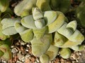 Crassula grisea