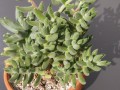 Crassula mesembryanthoides