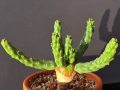 Echeveria tolimanensis