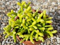Rhipsalis cereuscula